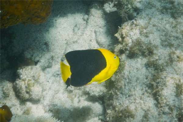 Angelfish - Rock Beauty