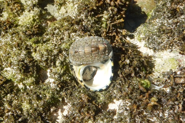 Chiton - West Indian Green Chiton