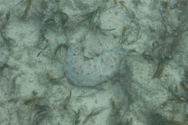 Sea Cucumbers - Furry Sea Cucumber