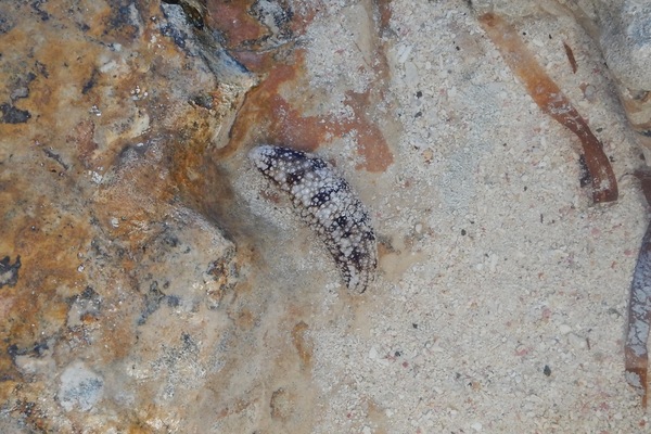 Sea Cucumbers - Sand Sea Cucumber