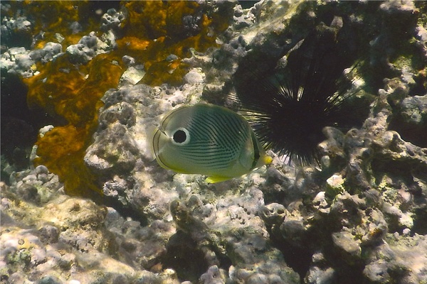 Butterflyfish - Foureye Butterflyfish