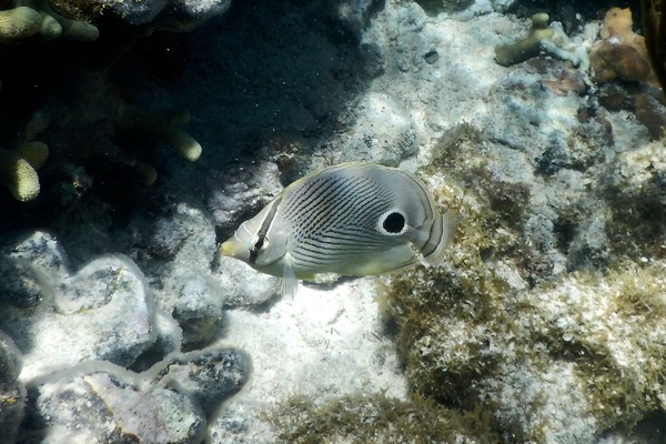 Butterflyfish - Foureye Butterflyfish