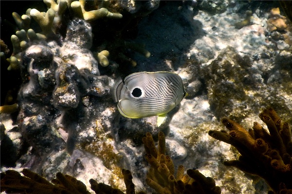 Butterflyfish - Foureye Butterflyfish