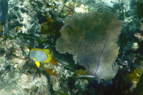 Butterflyfish - Spotfin Butterflyfish