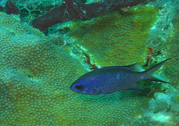 Damselfish - Blue Chromis