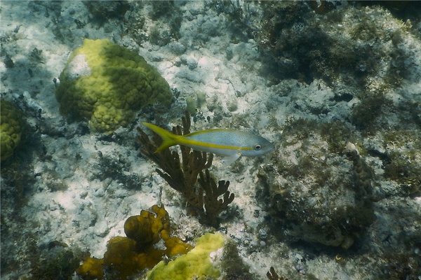 Snappers - Yellowtail Snapper