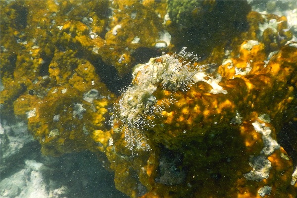 Sertulariidae - Algae Hydroid