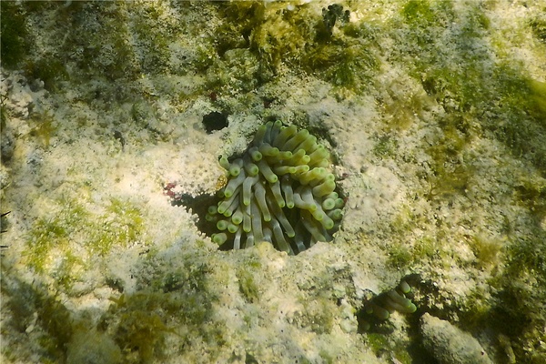 Anemone - Giant Sea Anemone Anemone - Giant Sea Anemone