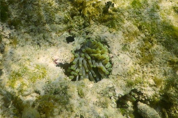 Anemones - Giant Sea Anemone