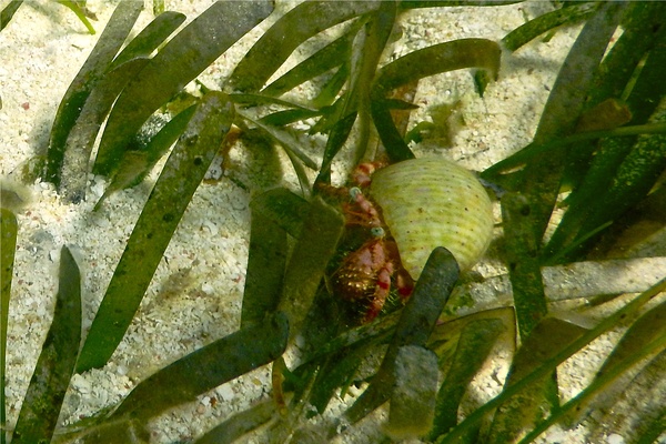 Crabs - Stareye Hermit Crab