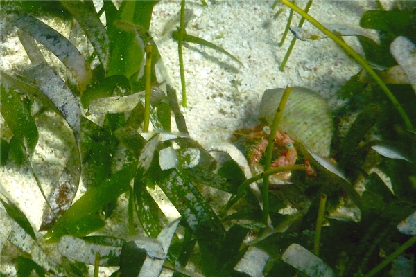 Crabs - Stareye Hermit Crab