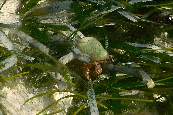 Crabs - Stareye Hermit Crab