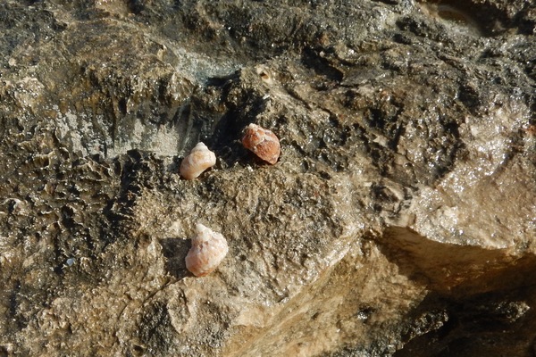 Sea Snails - Chestnut Turbo Snail