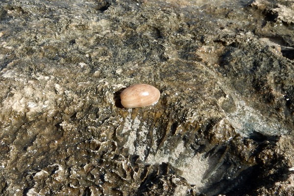 Bivalve Mollusc - Atlantic Striate Bubble