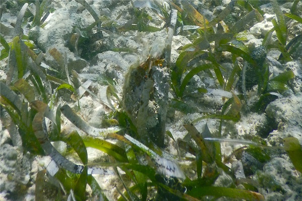 Bivalve Mollusc - Amber Penshell