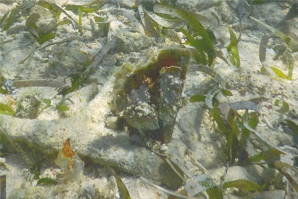 Bivalve Mollusc - Amber Penshell