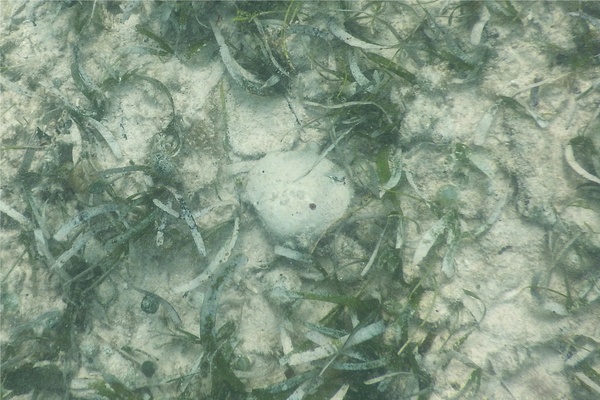 Bivalve Mollusc - Southern Quahog