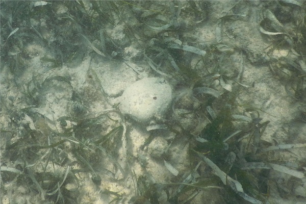 Bivalve Mollusc - Southern Quahog