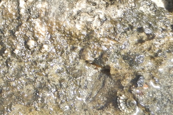 Sea Snails - Long-Spined Star Snail