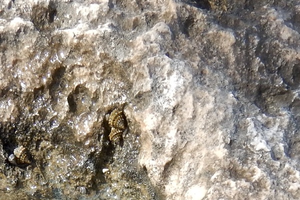 Sea Snails - Common Prickly Winkle