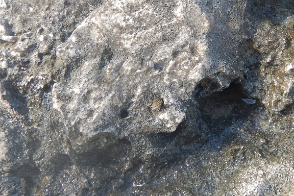 Sea Snails - Common Prickly Winkle