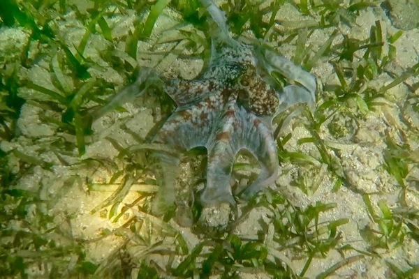 Octopuses - Caribbean Reef Octopus