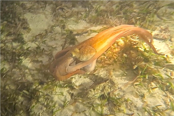 Octopuses - Caribbean Reef Octopus