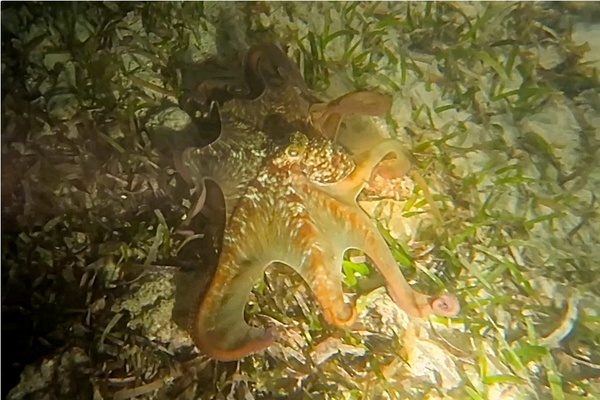 Octopuses - Caribbean Reef Octopus