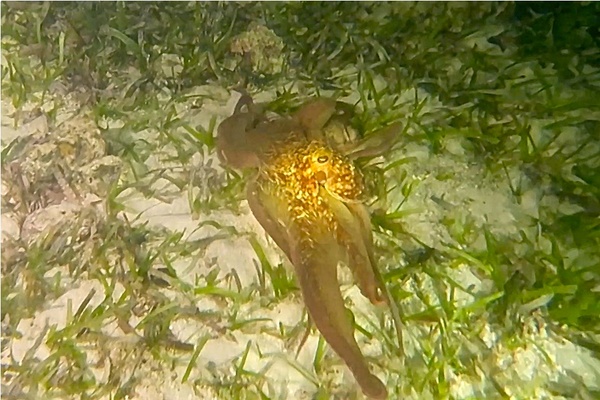 Octopuses - Caribbean Reef Octopus