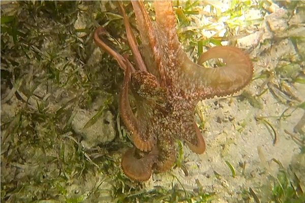 Octopuses - Caribbean Reef Octopus