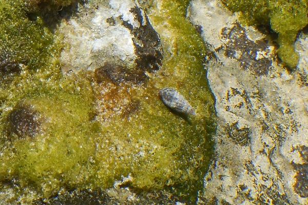Sea Snails - Dwarf Cerith Sea Snails - Dwarf Cerith