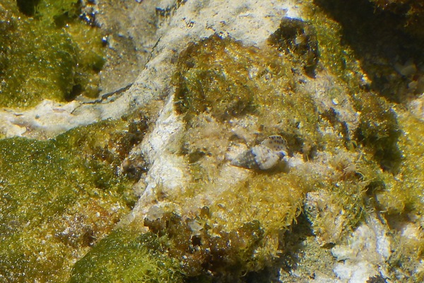 Sea Snails - Dwarf Cerith