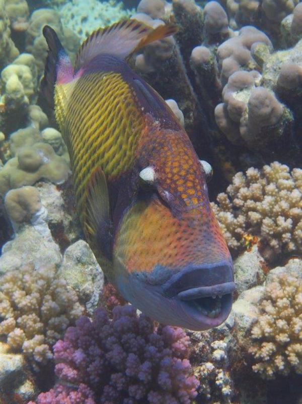 Triggerfish - Titan Triggerfish