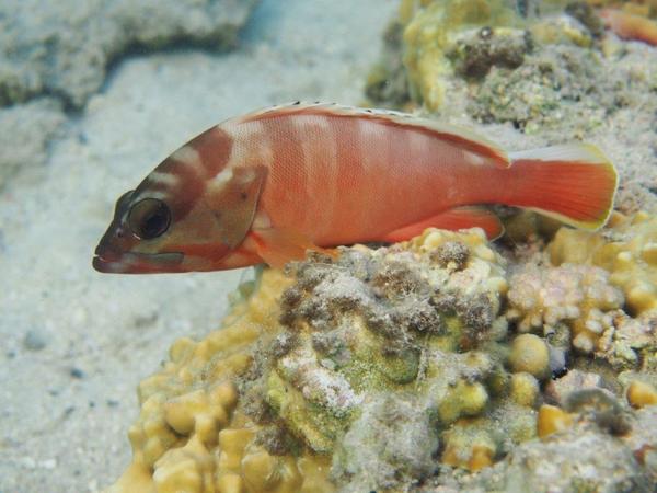 Groupers - Blacktip Grouper