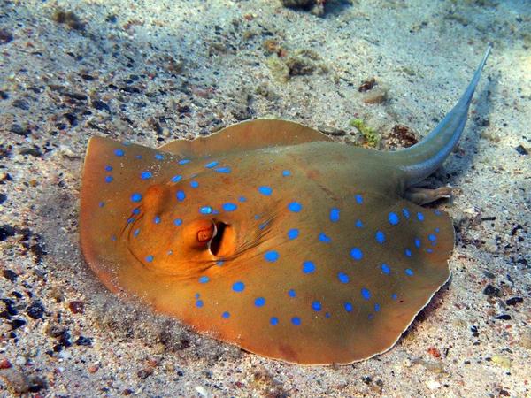 Stingrays - Blue Spotted Stingray