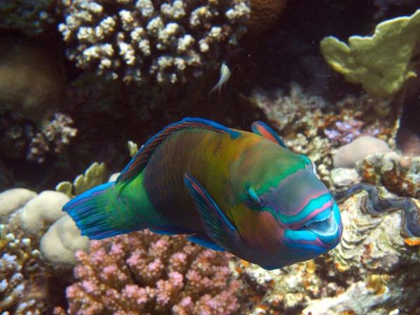 Parrotfish - Bullethead parrotfish