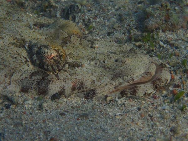 Flatheads - Carpet Flathead