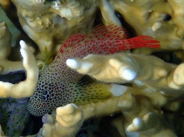 Blennies - Leopard blenny