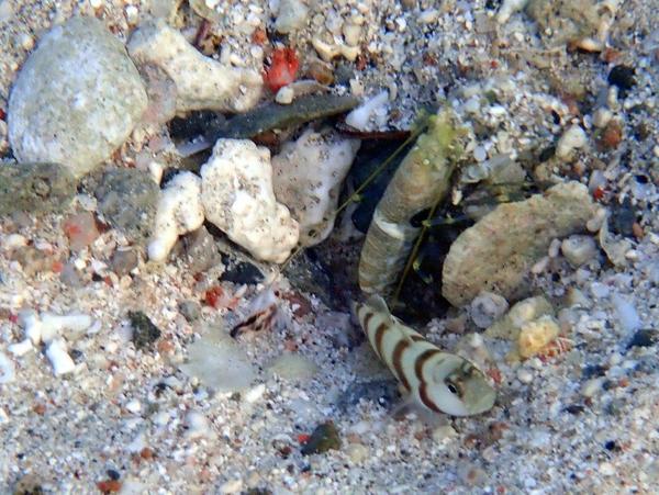 Gobies - Magnus prawn goby