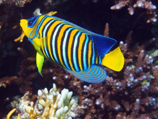 Angelfish - Royal Angelfish