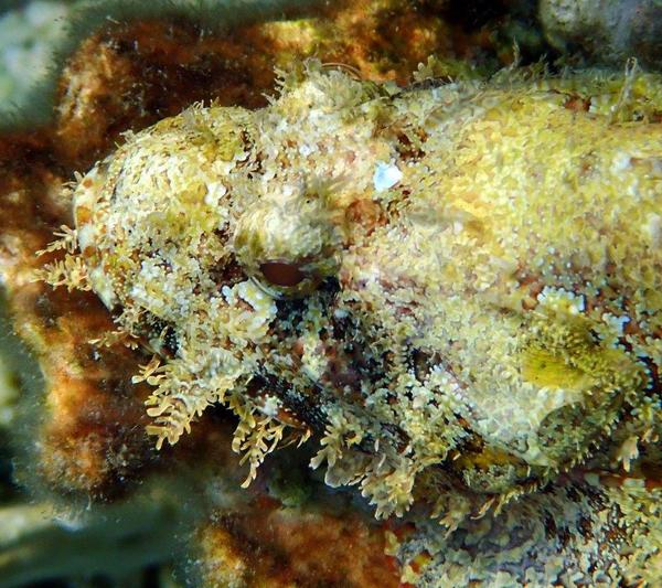 Scorpionfish - Tassled Scorpionfish