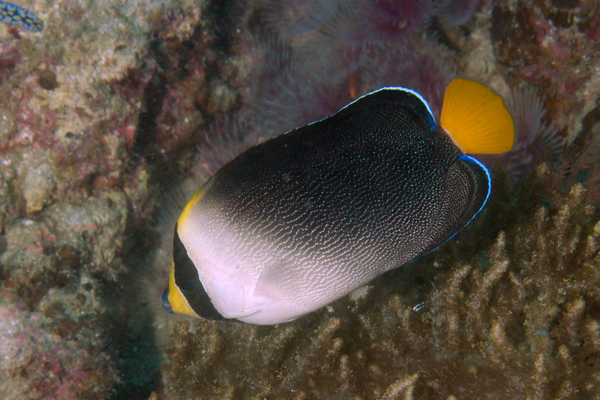 Angelfish - Vermiculate Angelfish