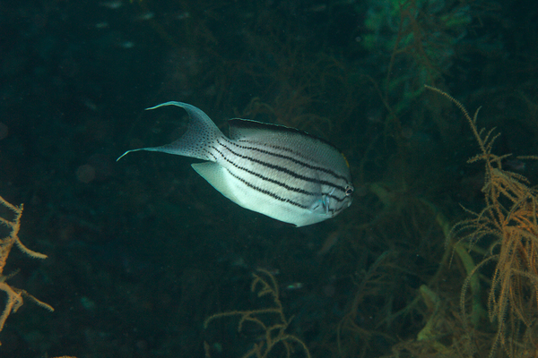 angelfish - Blackstriped angelfish