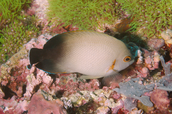 angelfish - Pearl-scaled angelfish