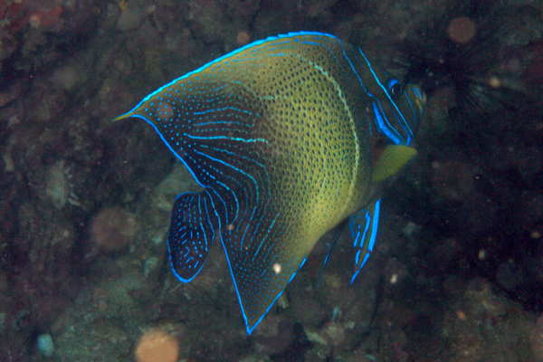 Angelfish - Semicircle Angelfish