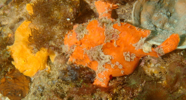 Frogfish - Painted Frogfish