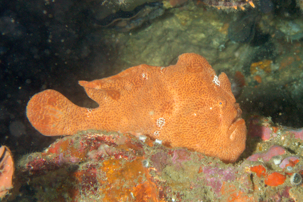 Frogfish - Commerson's Frogfish