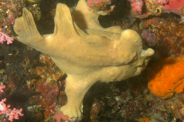 Frogfish - Commerson's Frogfish