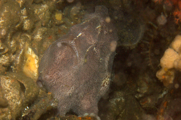 Frogfish - Commerson's Frogfish