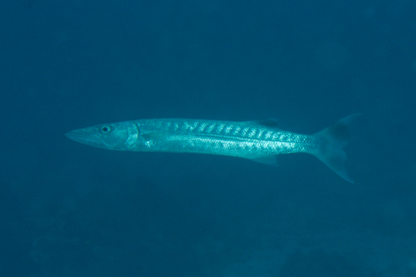 Barracuda - Blackfin Barracuda